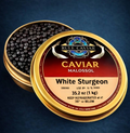 White Sturgeon
