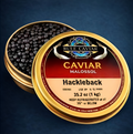 Hackleback Sturgeon