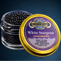 White Sturgeon
