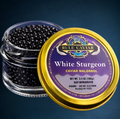 White Sturgeon