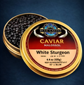 White Sturgeon