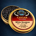 White Sturgeon